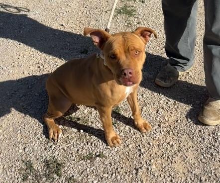 Jessy, splendida pit dagli occhi marroni  Foto 7